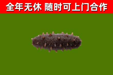 南谯区回收海参干